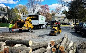 Best Tree Disease Treatment  in Laguna Woods, CA