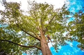 Best Emergency Tree Removal  in Laguna Woods, CA