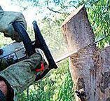 Best Arborist Consultation Services  in Laguna Woods, CA