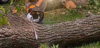 Best Commercial Tree Services  in Laguna Woods, CA