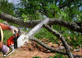 How Our Tree Care Process Works  in  Laguna Woods, CA