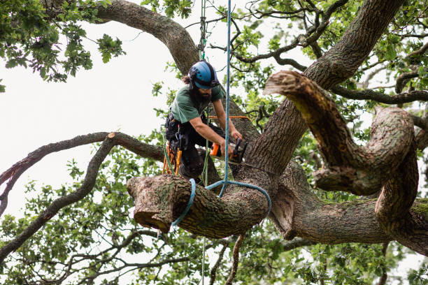 Best Root Management and Removal  in Laguna Woods, CA