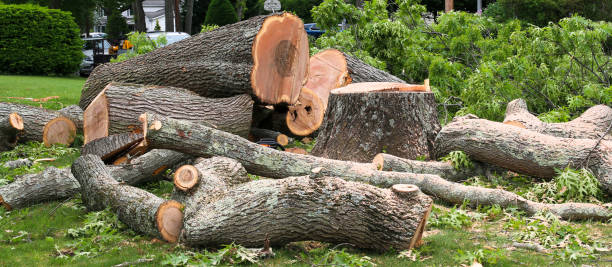 Best Firewood Processing and Delivery  in Laguna Woods, CA