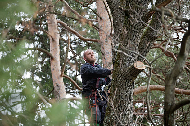 Best Utility Line Clearance  in Laguna Woods, CA