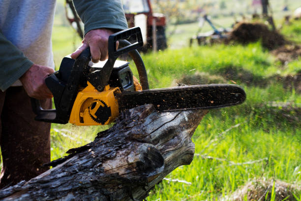 Lawn Pest Prevention in Laguna Woods, CA