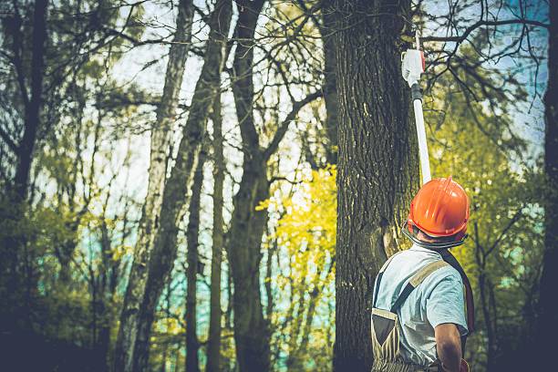 Professional Tree Care in Laguna Woods, CA
